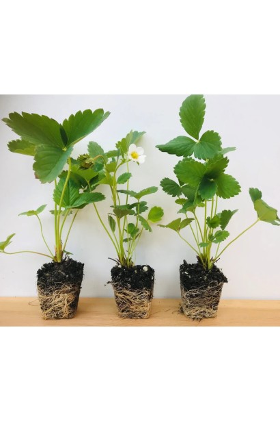 Полуниця Дарселект - коренева система саджанців в контейнері Р9